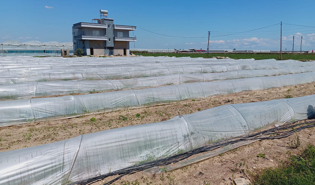 Tarım ve Orman Bakanlığı’ndan “marullar koyunlara yem edildi” iddiasına yalanlama