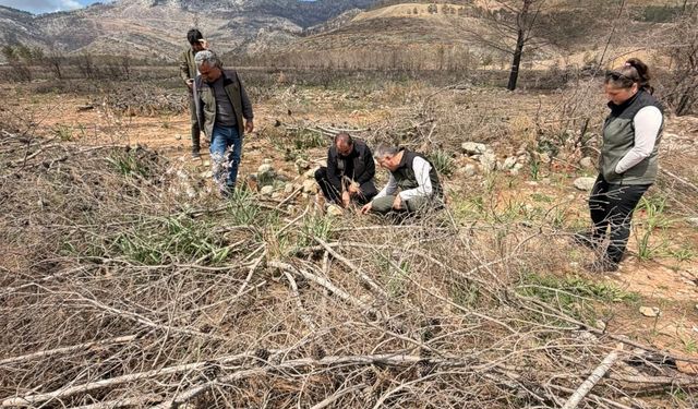 Silifke’de yanan ormanlar yeniden hayat buluyor