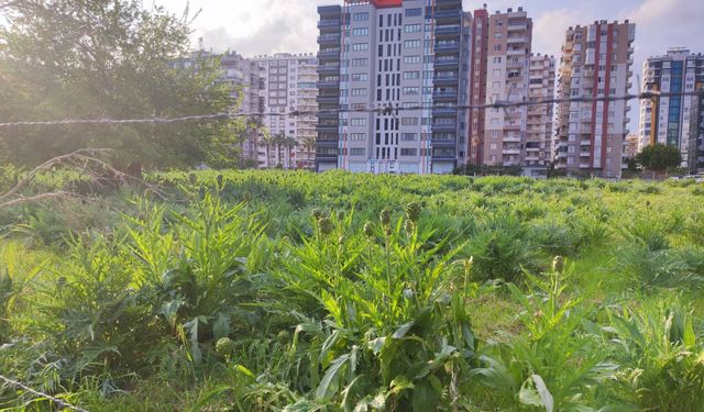 Enginar bahçeleri beton yığınları arasında bir vaha gibi