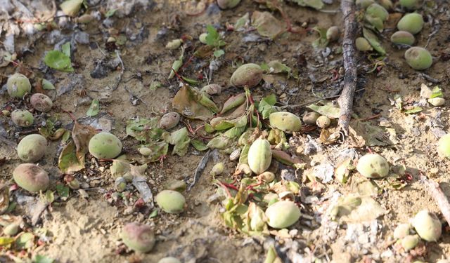 Adana'da dolu kayısı bahçelerini vurdu
