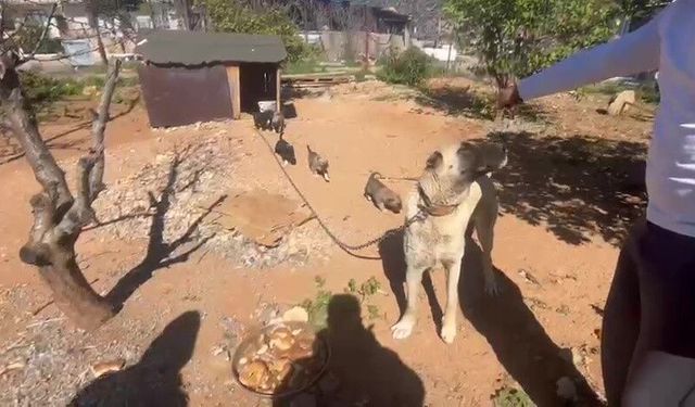 Dövüş köpeği üretip yavruların kulaklarını kesen işletmeye 323 bin TL ceza