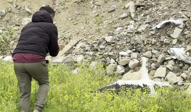 Saçmalarla yaralanan leyleğe ilk yardım kuş gözlemcisinden