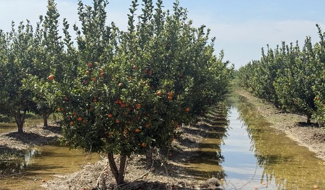 Mersin'de selin ardından bahçelerde sular yeni çekildi
