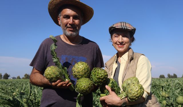 Akademisyen çiftçinin enginar hasadı başladı