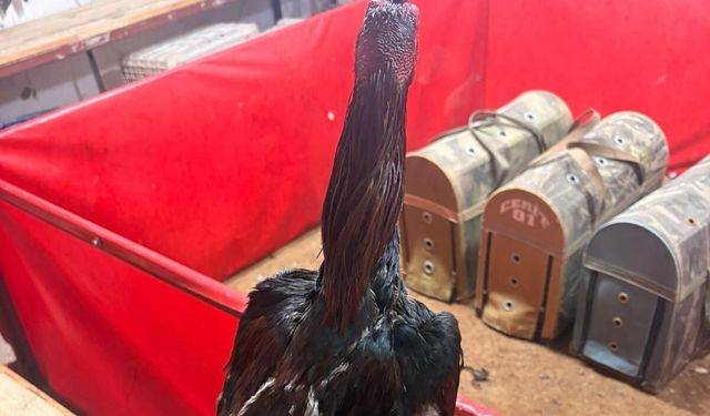 Horoz dövüştüren 11 şahsa ceza yağdı