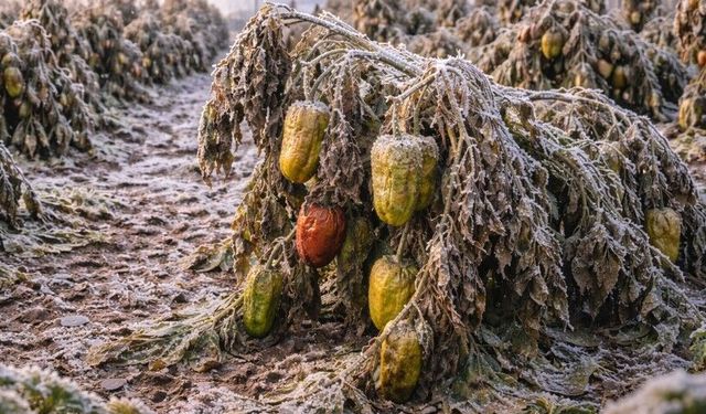 Mersin’de üreticilere zirai don uyarısı