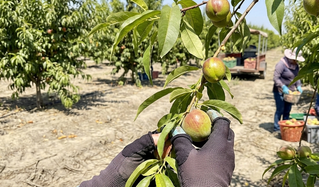 Gün doğmadan başlayan bereket