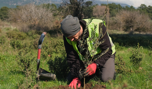 Ağaç Adam'ın büyük hedefi: 1 milyon zeytin fidanı toprakla buluşacak