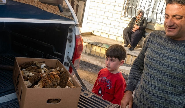 Mersin dağlarında kuzugöbeği bereketi