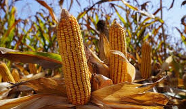 Yüreğir Ziraat Odası Başkanı Doğan: "Mısırda yerli üretim için destek şart”