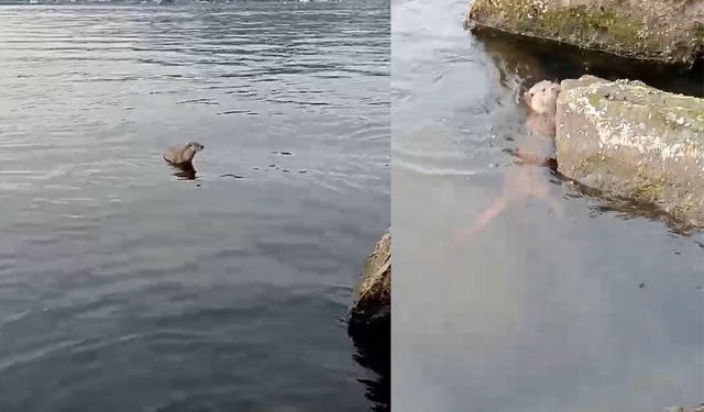 Su samuru oltaya takılan balığı yakalayıp kaçtı