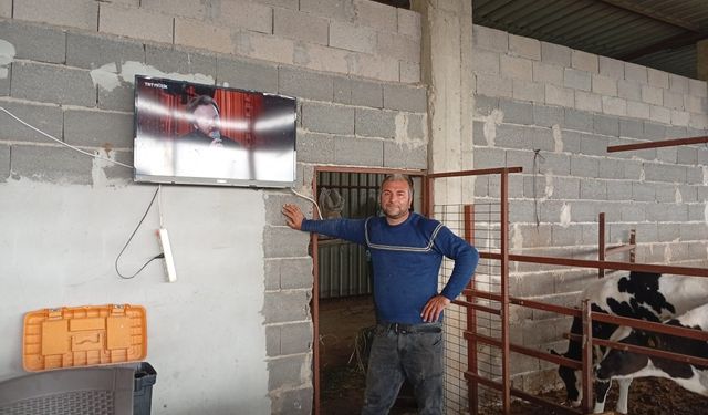 TRT Müzik kanalıyla süt verimini artırmaya çalışıyor