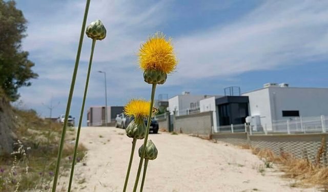 'Tülüşah, yok olma tehlikesiyle karşı karşıya'