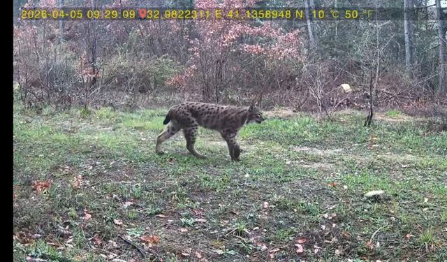 Yaban hayatı fotokapana yansıdı