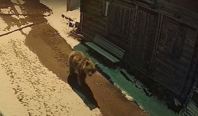 Yayla evlerini ayılar bastı, ortalık savaş alanına döndü