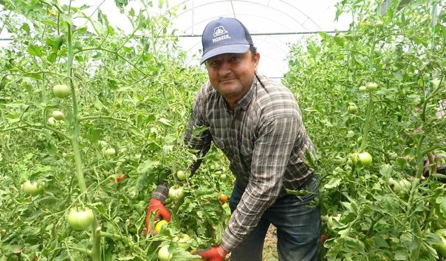 Aşırı yağış domatesi vurdu: Serada fiyat 60 TL