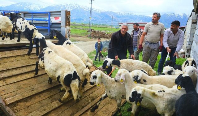 Doğal tulum peyniri için yayla yolculuğu başladı