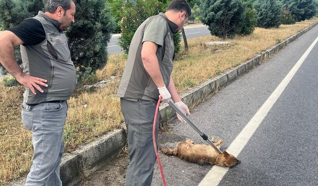 Yaralı çakal koruma altına alındı