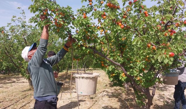 Tescilli sofralık kayısıda hasat başladı