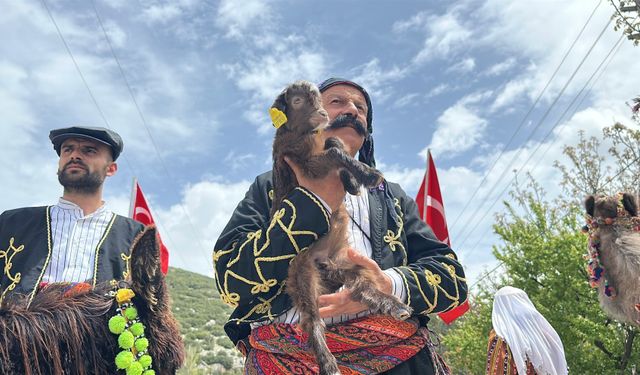 Deve, at ve keçilerle yörük göçü şöleni