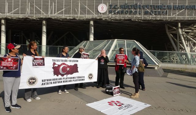 Güvercin ölümlerini durdurmak için sonar sistemi kurulacak