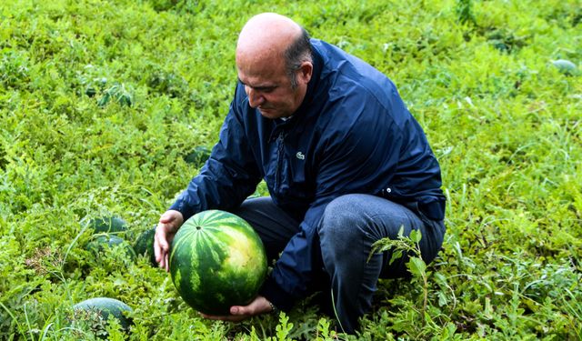 Karpuzda hasat sezonu açıldı: Tarlada kilosu 25 TL