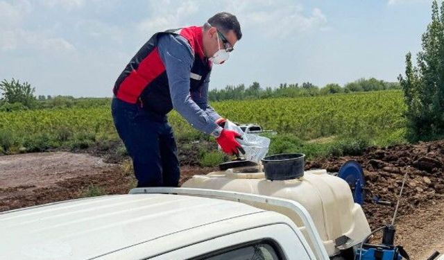 Adana’da, Akdeniz meyve sineğiyle mücadele çalışması