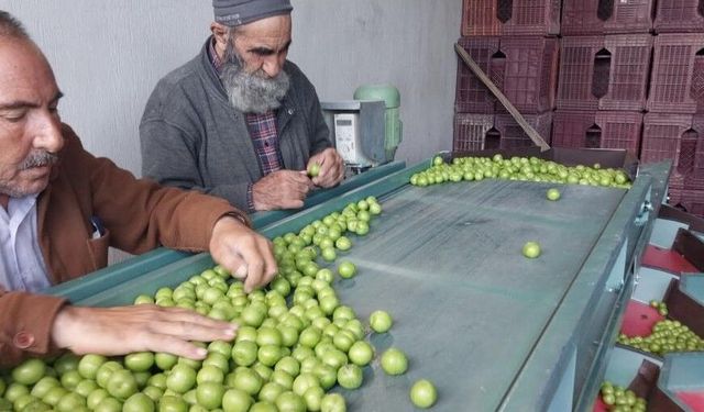 Erik hasadı üreticinin yüzünü güldürdü