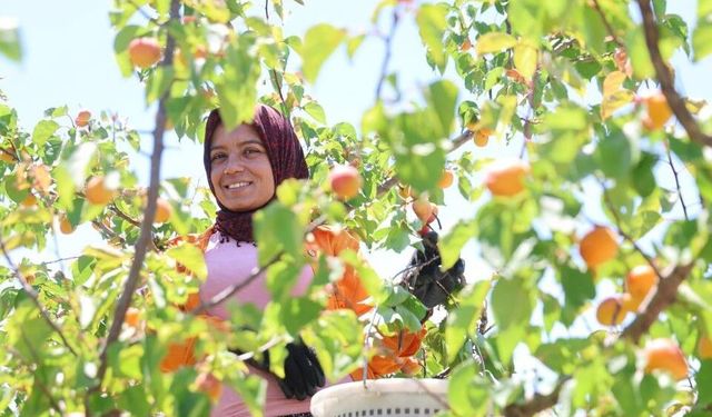 Adana'da erkenci kayısı hasadı başladı