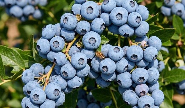 Mersin'de blueberry hasadı başladı