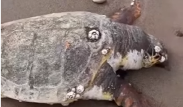 Mezitli sahilinde ölü caretta caretta bulundu
