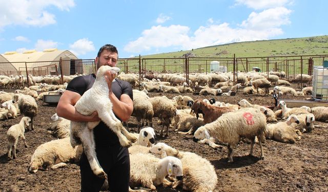 Köyüne dönüp hayvancılığa başladı bin 300 koyunu oldu