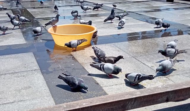 Mersin’de kuş beslemek bir gelenek haline geldi