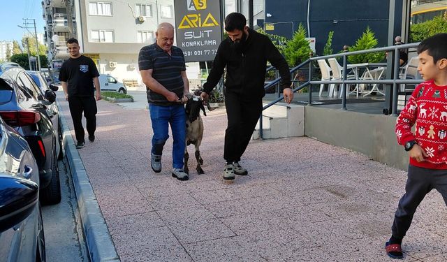 Kaçan kurbanlık koç Mezitli sokaklarını birbirine kattı