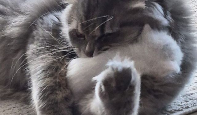 Erkek kedi Jakops annesiz kalan yavrulara sahip çıktı