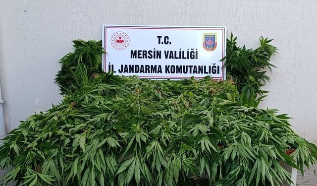 Ormanda kenevir yetiştiren 2 kişi tutuklandı