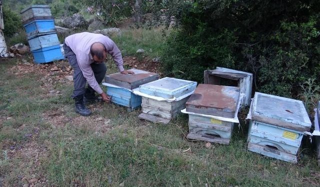 Arıcıların keven ve kekik balı üretimi için yayla yolculuğu başladı