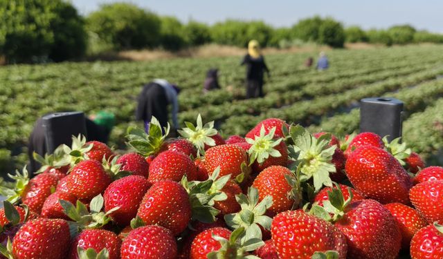 Silifke'de çilek hasadı tamamlanıyor