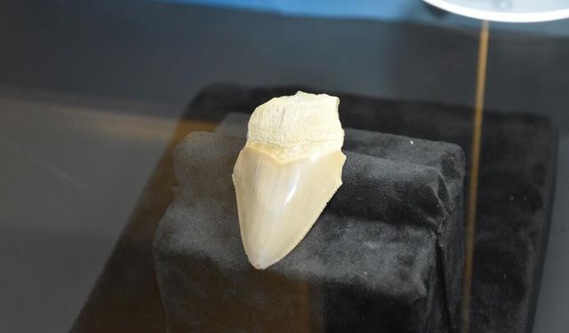 3 milyon yıllık megalodon ilgi odağı oldu