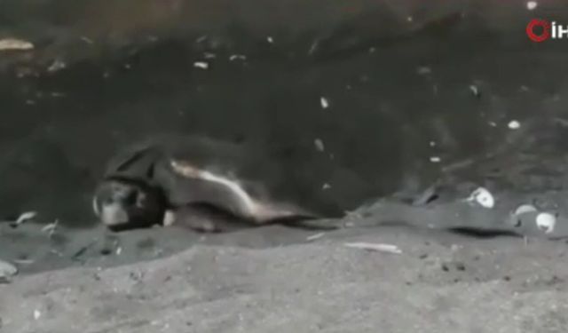 Erdemli sahilinde ilk kez Caretta Caretta yuva yaptı