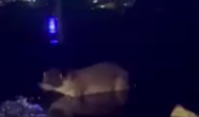 Gölde su samuru görüldü
