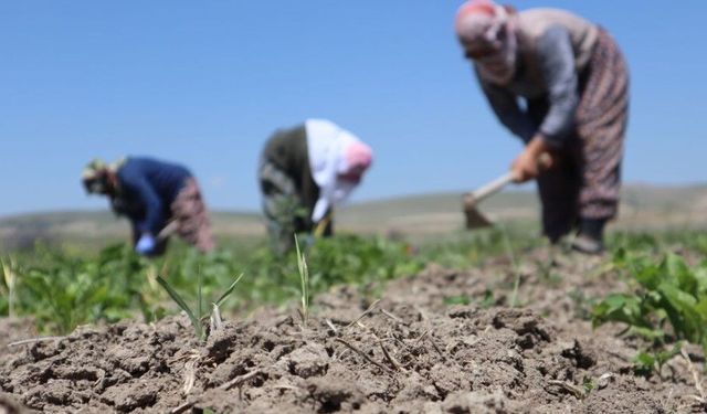 Tarlada emek büyük, ücret küçük