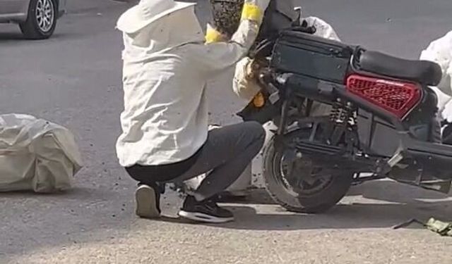 Kraliçe arının peşinden motosiklete oğul aldılar