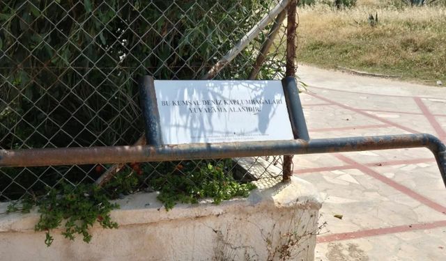 Koruma altındaki caretta sahili kamyonlara teslim edildi