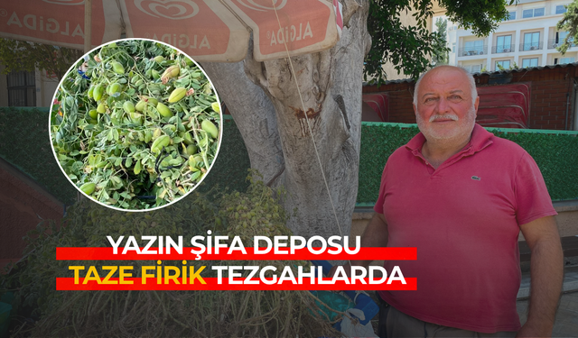 Yazın şifa deposu taze firik tezgahlarda