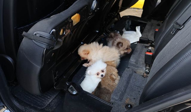 Arka koltuğun altından 5 Pomeranian çıktı