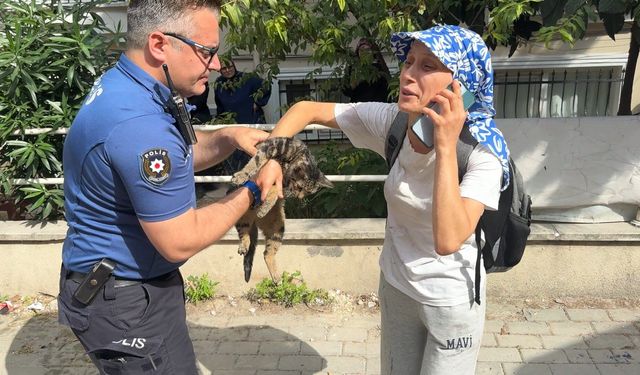 Avcılar’da çatı katında çıkan yangında 10 kedi öldü; 2 kedi çatıdan atladı