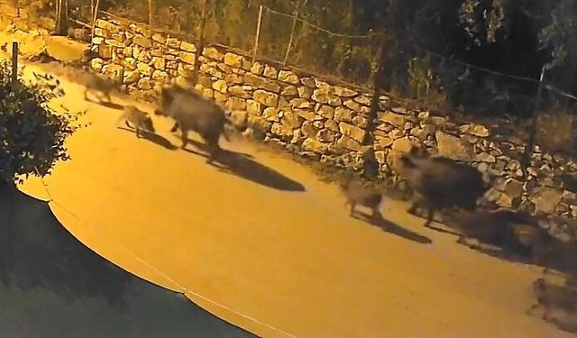 Yaban domuzu sürücü şehir merkezine indi