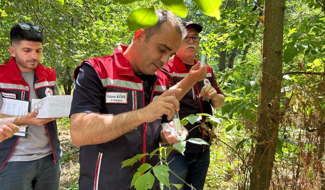 Edirne'de ‘kahverengi kokarca’ya karşı doğaya 728 ‘samuray arıcığı’ salındı