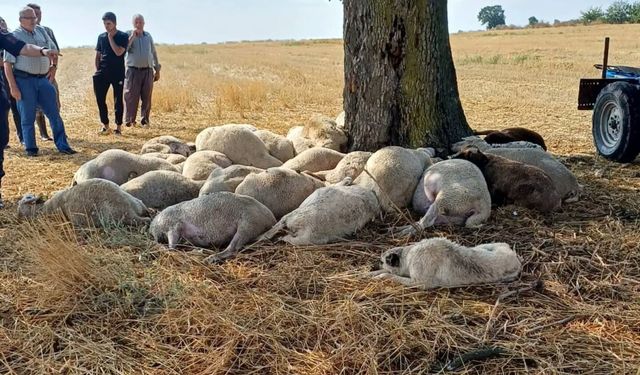 Edirne’de yıldırım düşen ağacın altındaki 30 koyun öldü
